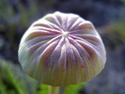 Euryops serra bud